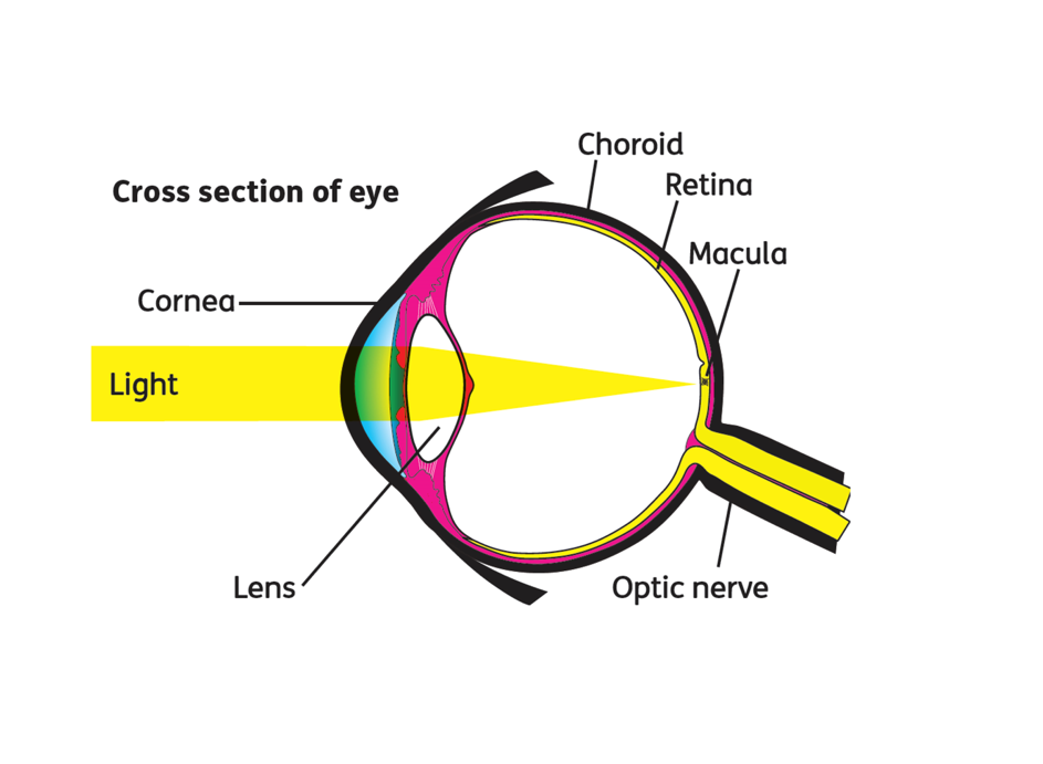 Retina
