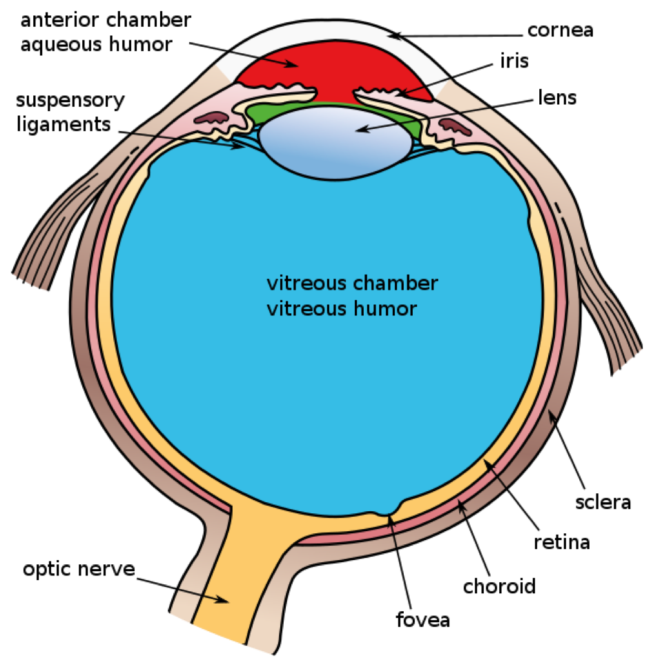 Vitreus